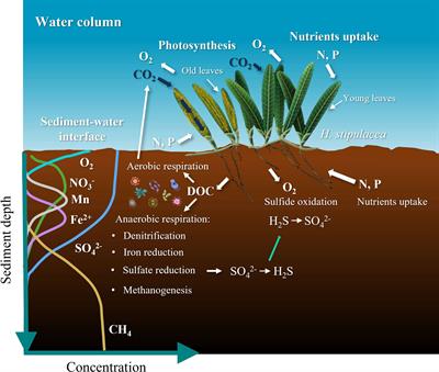 The effect of anaerobic remineralization of the seagrass Halophila stipulacea on porewater biogeochemistry in the Gulf of Aqaba